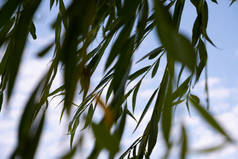 detail shot of nature and tree