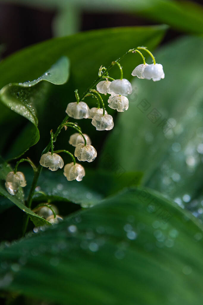 露珠中的白泉百合花，滴落在近处