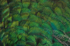 特写中的孔雀羽毛，背景中鸟类羽毛的美丽