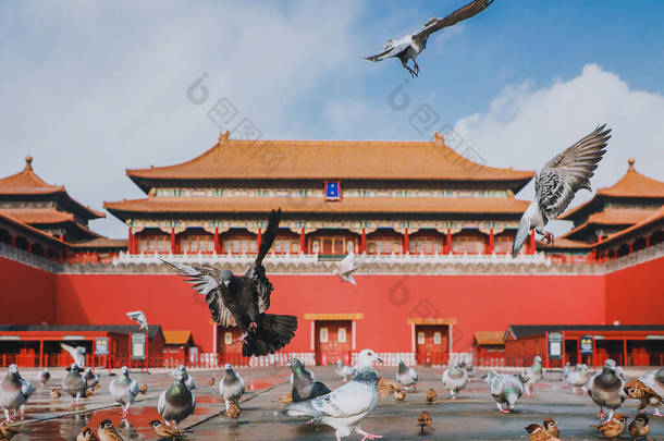 中国<strong>北京</strong>紫禁城广场上的鸽子。<strong>北京</strong>市红墙前放飞的鸽子.图上这块牌匾的中文译文：子午门.