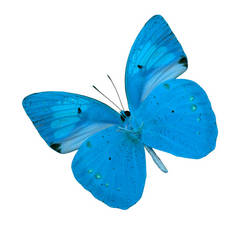 最好的蓝蝴蝶在白色背景下被隔离