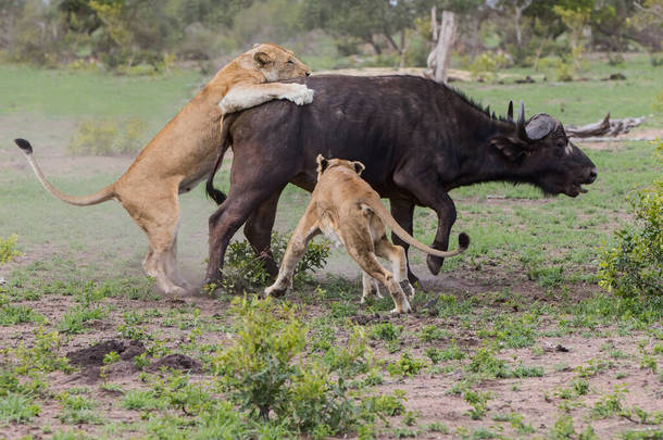 在南非大克鲁格地区萨比沙地<strong>野生动物保护区</strong>，狮子杀死了一头雌性水牛