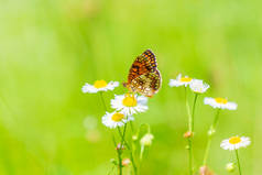 在明亮的阳光下，在一片生机勃勃的草地上觅食着美丽的白蝴蝶