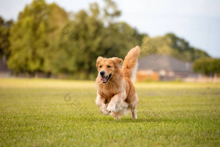 一只成年的金毛猎犬在公园里玩耍，奔跑在绿草丛生的田野里