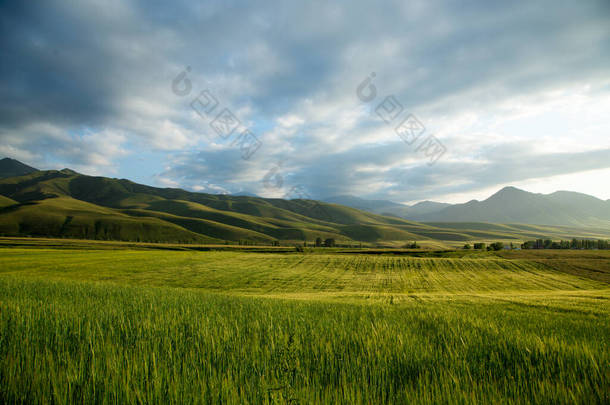 美丽的春夏<strong>风景</strong>.茂密的青山，高高的雪山。春<strong>花草</strong>本.