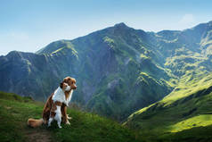 两只狗在旅行。山景。带宠物的风景