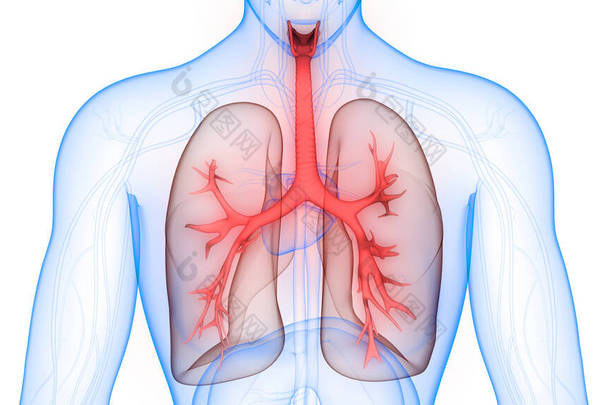 人类<strong>呼吸系统</strong>隆起解剖。3D