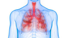 人类呼吸系统隆起解剖。3D