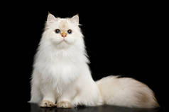 英国品种的猫白色的着色点与神奇的蓝色眼睛和毛茸茸的尾巴坐在孤立的黑色背景，前视图