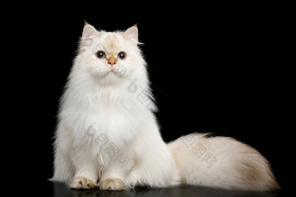 英国品种的猫白色的着色点与神奇的蓝色眼睛和毛茸茸的尾巴坐在孤立的<strong>黑色背景</strong>，<strong>前</strong>视图
