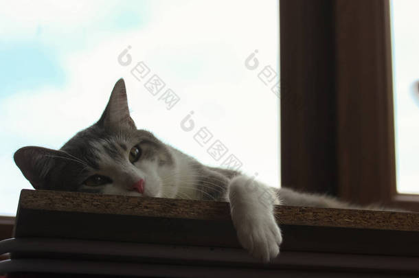 一只<strong>懒散</strong>的、条纹灰色的猫睡在窗台上，在炎热的夏日打盹.
