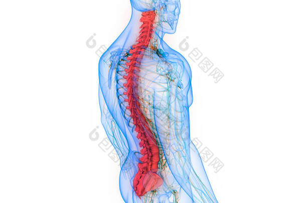 人体骨骼系统的椎体柱解剖