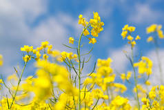 黄色的油菜花在蓝天蓝云的田里，在农田里