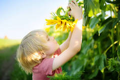 在向日葵地里散步的学龄前男孩。孩子们在玩大花，玩得很开心。小孩在探索自然为好奇儿童举办的暑期活动.