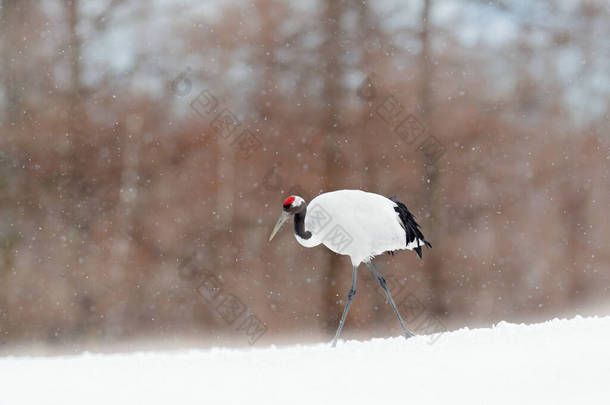 冬天的自然日本北海道，雪原上的降雪红顶鹤，伴随着暴风雪。鸟儿在飞翔,冬天的景象中飘扬着雪花.自然界中的雪舞。雪天中的野生动物场景.