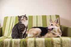 可爱的小狗和安静的老猫躺在绿色的沙发上，在卧室里互相望着