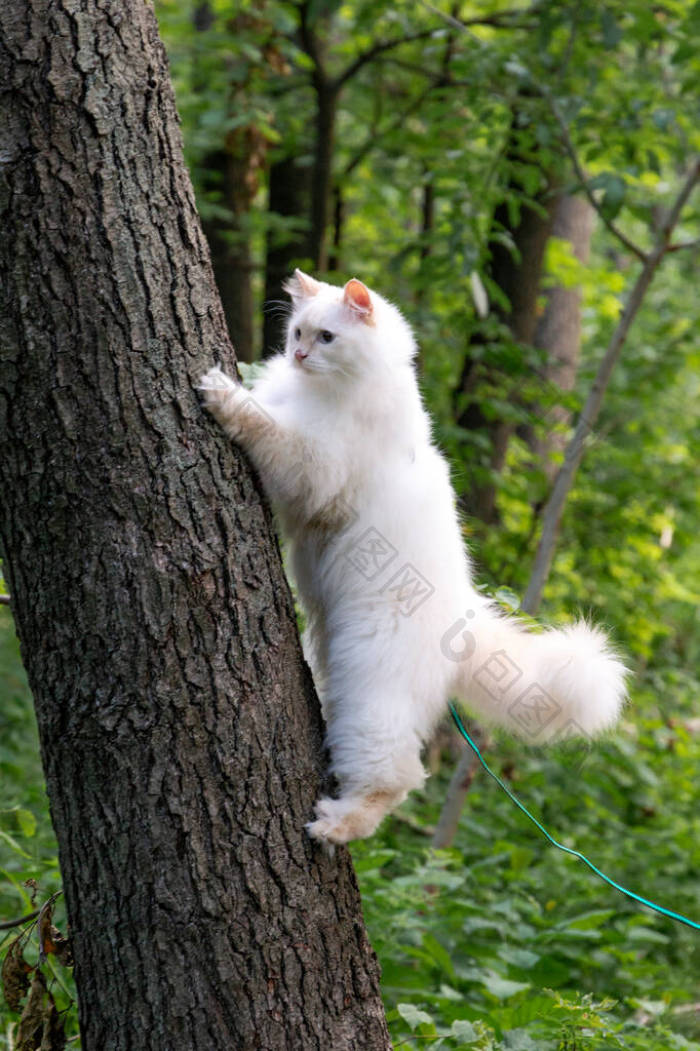 美丽的白毛猫爬上了树家猫在概念之外图片-包图网企业站