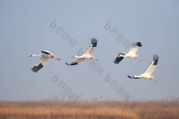 江西盆阳湖国家级自然保护区东方白鹤