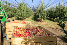 许多新鲜成熟的苹果在一个大木箱里.后背是拖拉机轮子。在一个大农场收获。种植苹果园的概念。1.横向.