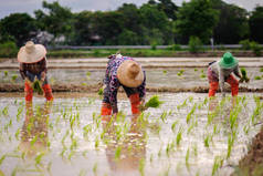 泰国农民合作在雨季种植水稻：农村居民的生活方式