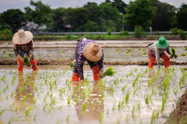 泰国农民合作在雨季种植水稻：农村居民的生活方式