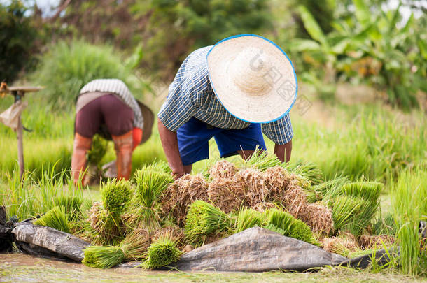 亚洲农民在稻田里移植水稻幼苗，农民在雨季种植水稻