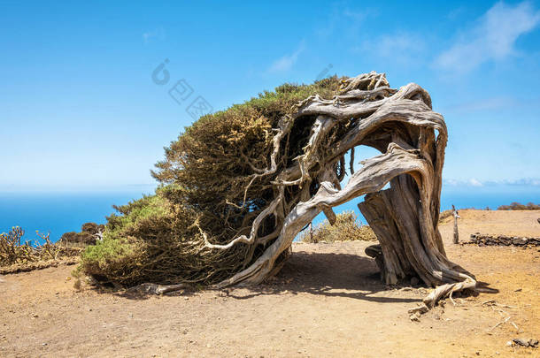 杜松子树被风吹弯了.加那利群岛El Hierro的著名地标