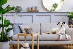 室内设计，配有时尚的灰色沙发、咖啡桌、热带植物、镜子、装饰、枕头和精致的家居装饰个人配饰。漂亮的狗躺在沙发上.