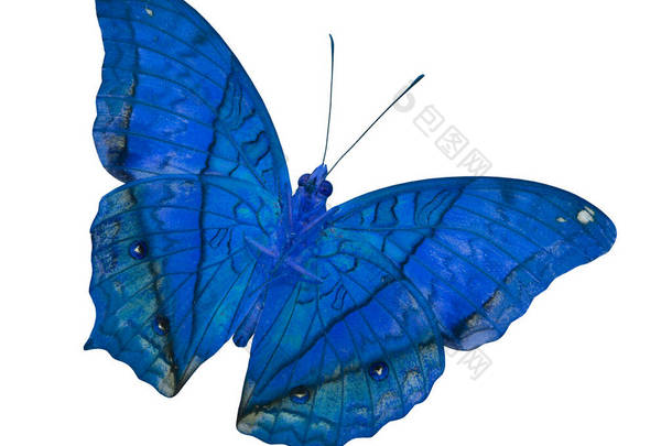 美丽的蓝蝴蝶(普通<strong>邮轮</strong>)在白色背景下隔离的下翼轮廓