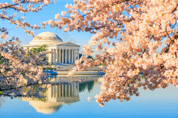 杰斐逊纪念馆在美国华盛顿举行的樱花节期间