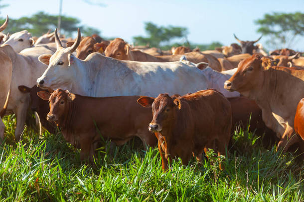 巴西Mato Grosso do Sul由Bonsmara牛犊授精的Nellore牛群,