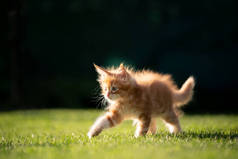 生姜海燕小猫咪在草地上散步