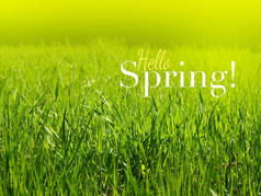 大家好,春意盎然.阳光明媚的日子里，一片嫩绿的草地。天然绿色背景