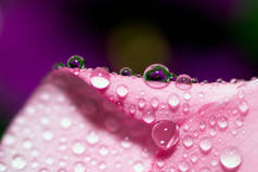 摘要植物区系宏观背景。特写水滴在紫色背景的粉红色花朵上。案文的位置.