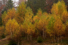 秋天的五彩缤纷的树，十一月下旬