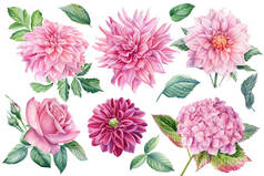 粉红色的花，大丽花，水仙花，玫瑰水彩画