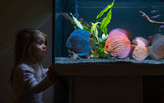 小女孩看着鱼在大鱼缸和水族馆里游泳.