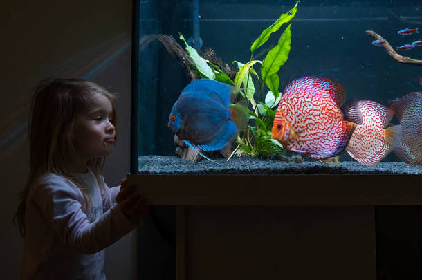 小女孩看着鱼在大鱼缸和水族馆里游泳.