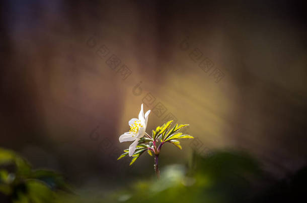春天开了一朵美丽的白杨海葵花。场深度浅，空间宽阔。Anemone Nemorosa在北欧的森林地带一朵花盛开.