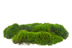 绿色苔藓，与白色背景紧密相连的草皮.