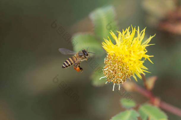 东方<strong>蜜蜂</strong>，<strong>蜜蜂蜜蜂</strong>（<strong>蜜蜂</strong>），从黄色的花朵中寻找花蜜，它们飞的时候腿上有很多花粉，它们的背景模糊不清.