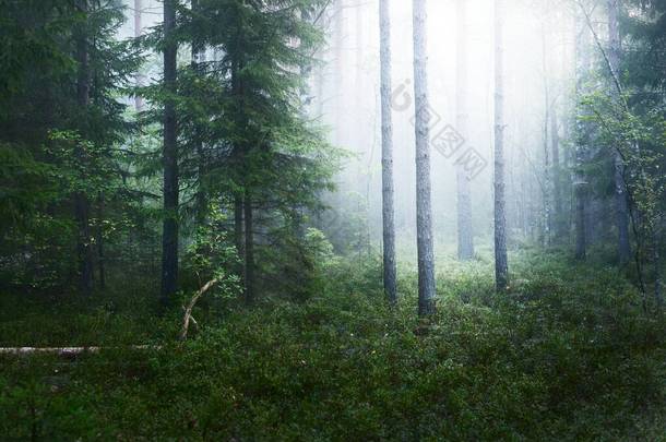 日出时分,长青森林笼罩在浓雾之中.冷杉和松树的特写。宁静的神秘风景。拉脱维亚Kemeri国家公园的环境保护