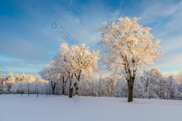 森林里的雪地路冬天过后，雪地飘过被雪覆盖的森林。美丽的阳光灿烂的一天，树木结冰结霜。圣诞节期间阿尔卑斯山滑雪胜地.