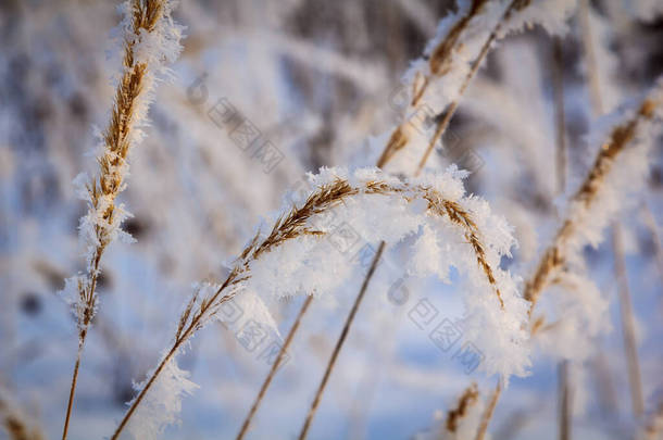 在夕阳西下的一个阳光明媚的日子，斯皮凯和枝条被霜冻和蓬松的雪花覆盖在草地上。特写。一年中的季节，冬季