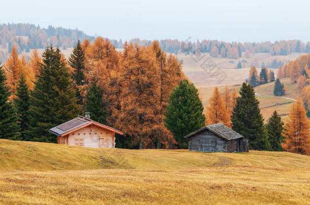 宜人的秋色<strong>详细介绍</strong>了意大利西泽高山高原，秋天的松树，以及意大利多洛美斯山脉的朗科费尔山脉背景