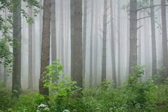 古老的松树在日出时分神秘的白雾中生长.宜人的秋天风景.美丽的常绿北部森林。欧洲的生态、生态旅游、环境保护