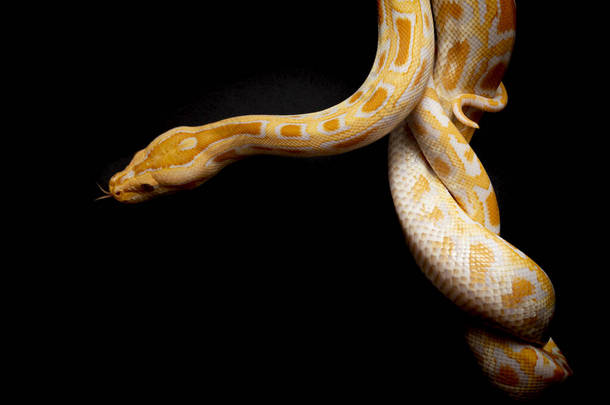 蟒蛇是蛇类中最大的种类之一。牠们原产于东南亚的大部分地区，但在其他地方被发现为入侵物种。