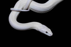 德克萨斯鼠蛇（英语：Texas rat snake，缩写Elaphe obsolete eta lindheimeri）是鼠蛇的亚种，在美国发现，主要分布在德克萨斯州。.