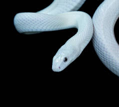 德克萨斯鼠蛇（英语：Texas rat snake，缩写Elaphe obsolete eta lindheimeri）是鼠蛇的亚种，在美国发现，主要分布在德克萨斯州。.