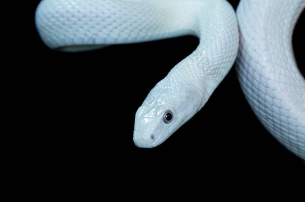 <strong>德克</strong>萨斯鼠蛇（英语：Texas rat snake，缩写Elaphe obsolete eta lindheimeri）是鼠蛇的亚种，在美国发现，主要分布在<strong>德克</strong>萨斯州。.